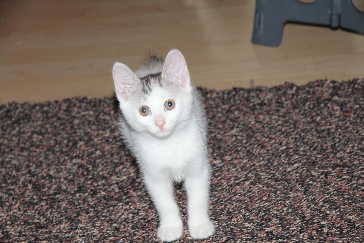 Kurilean Bobtail JeaTri´s Aurora billede 14