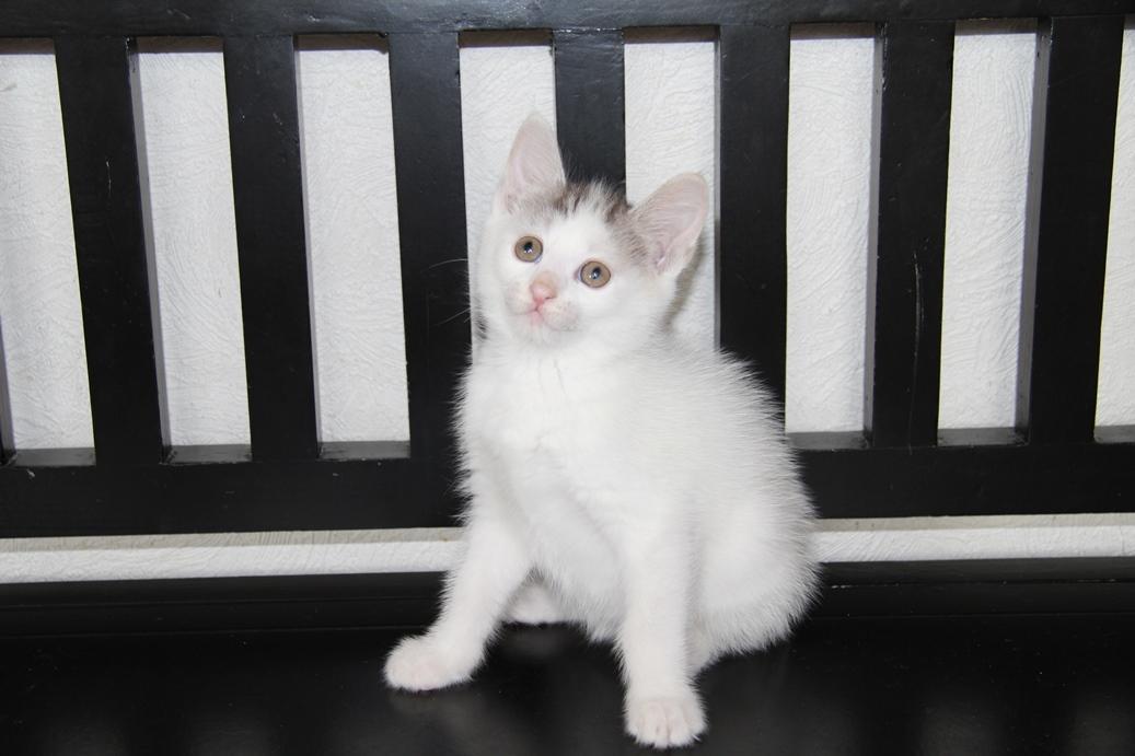 Kurilean Bobtail JeaTri´s Aurora billede 15