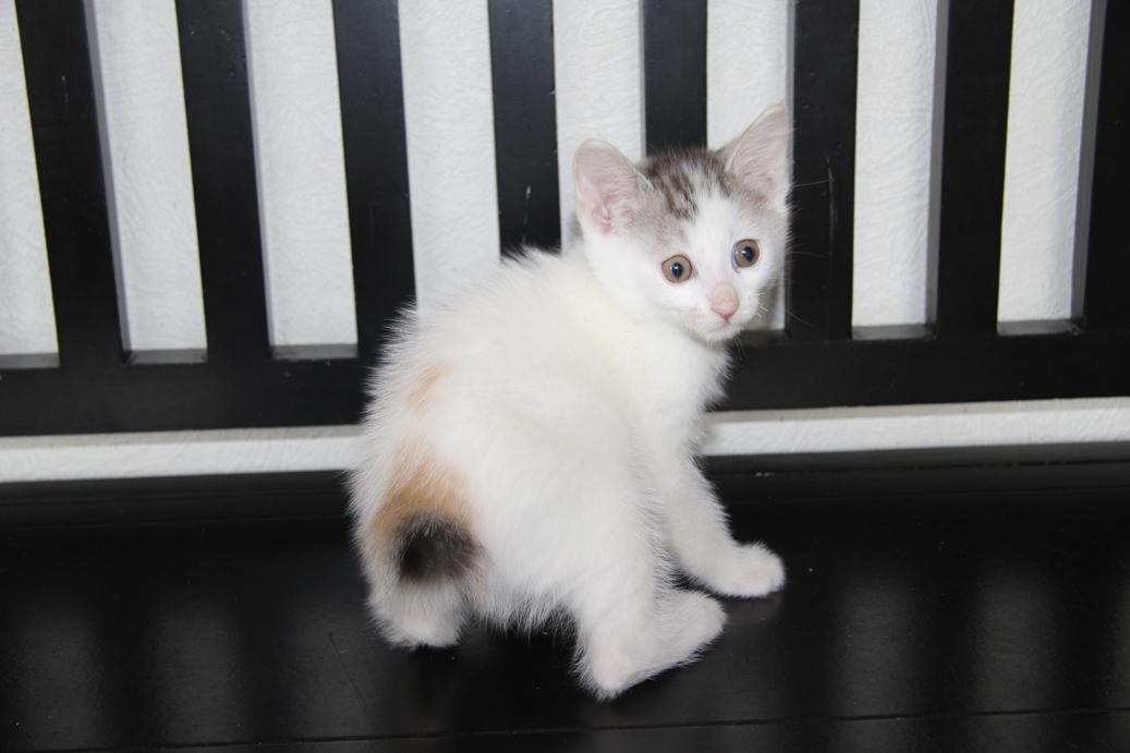 Kurilean Bobtail JeaTri´s Aurora billede 16