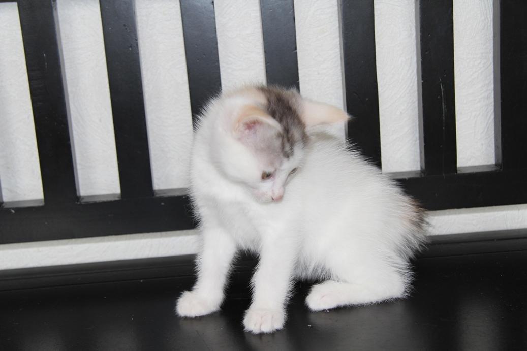 Kurilean Bobtail JeaTri´s Aurora billede 17