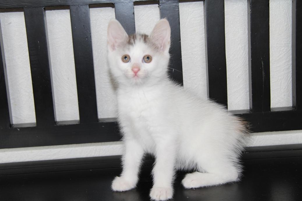 Kurilean Bobtail JeaTri´s Aurora billede 18