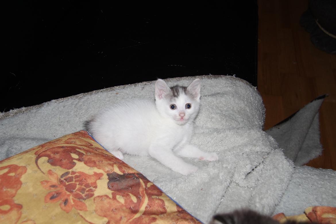 Kurilean Bobtail JeaTri´s Aurora billede 19