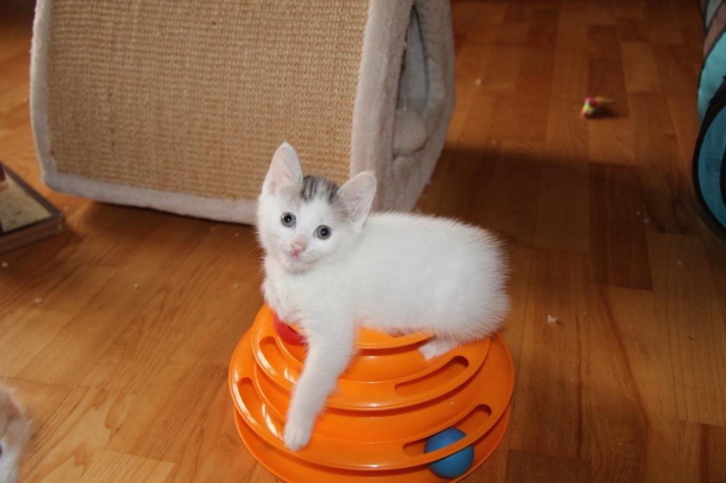 Kurilean Bobtail JeaTri´s Aurora billede 20