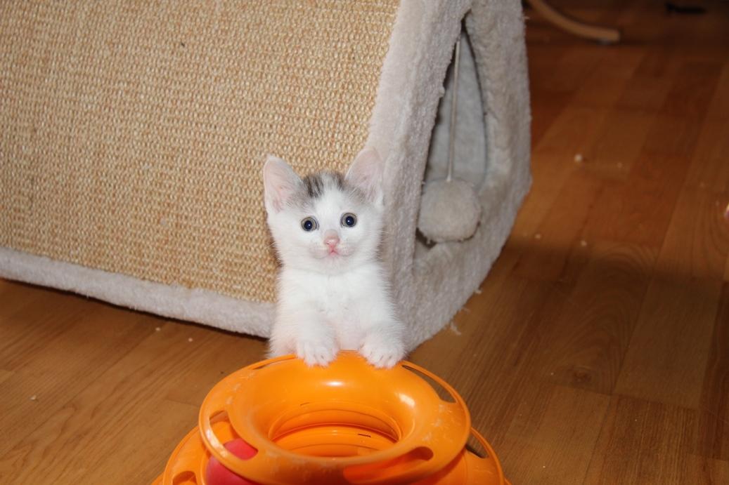 Kurilean Bobtail JeaTri´s Aurora billede 21