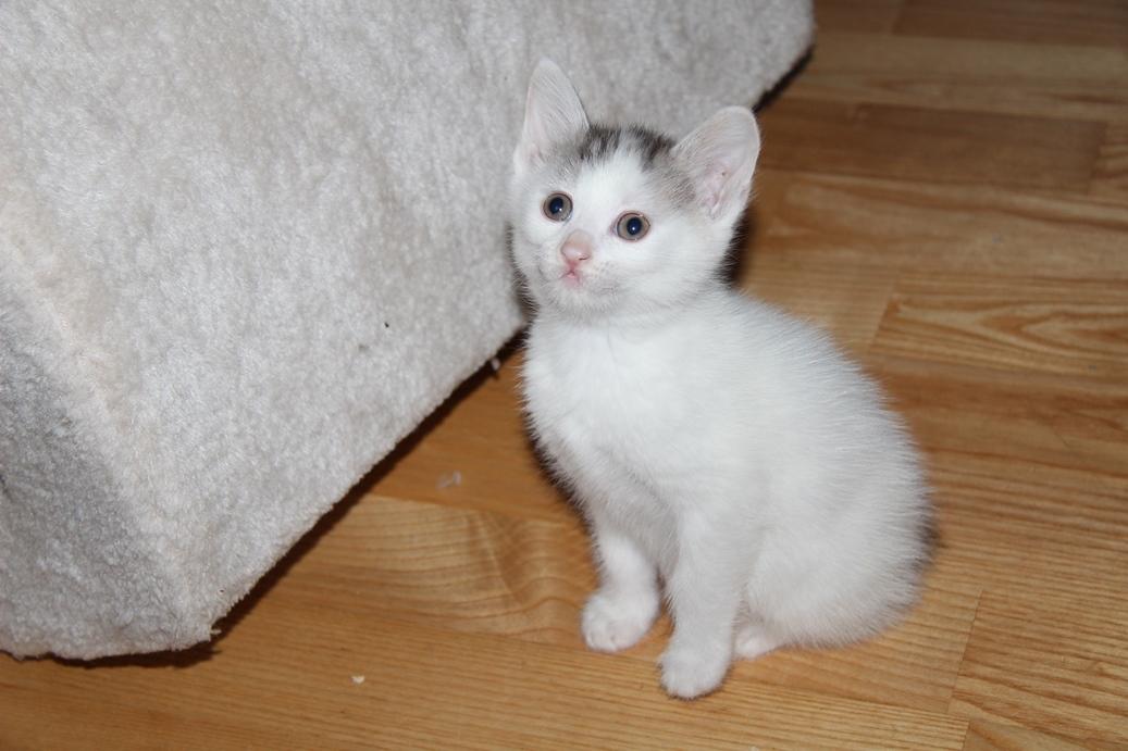 Kurilean Bobtail JeaTri´s Aurora billede 22