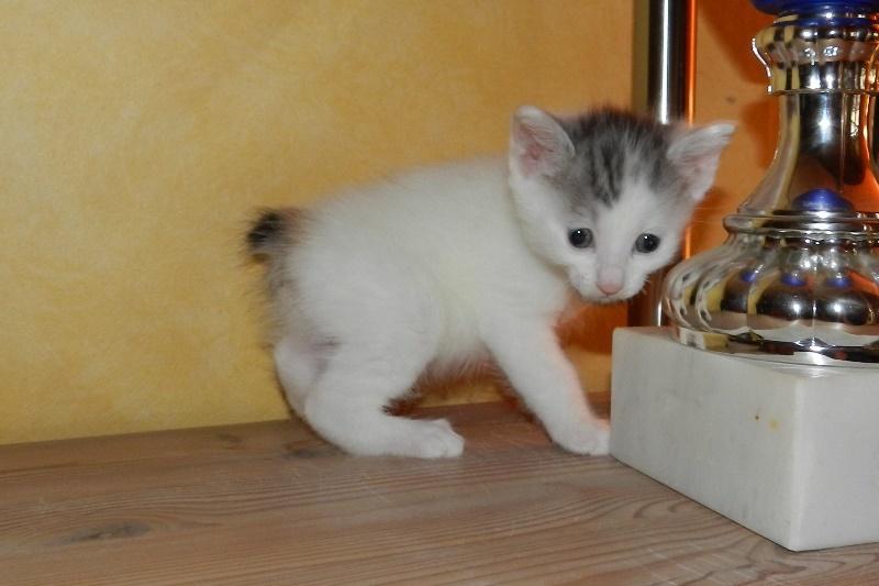 Kurilean Bobtail JeaTri´s Aurora billede 23