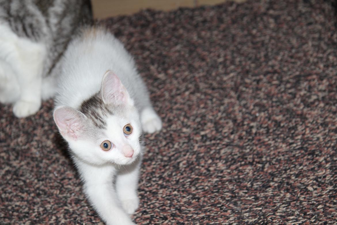 Kurilean Bobtail JeaTri´s Aurora billede 13