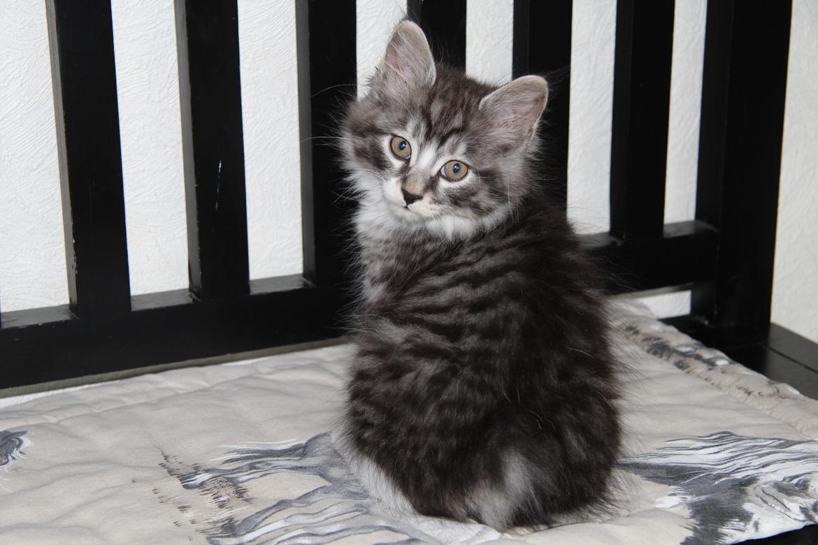 Kurilean Bobtail DK JeaTri´s Gejser billede 22