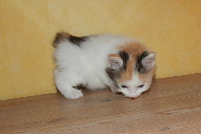 Kurilean Bobtail DK JeaTri´s Regnbue billede 26