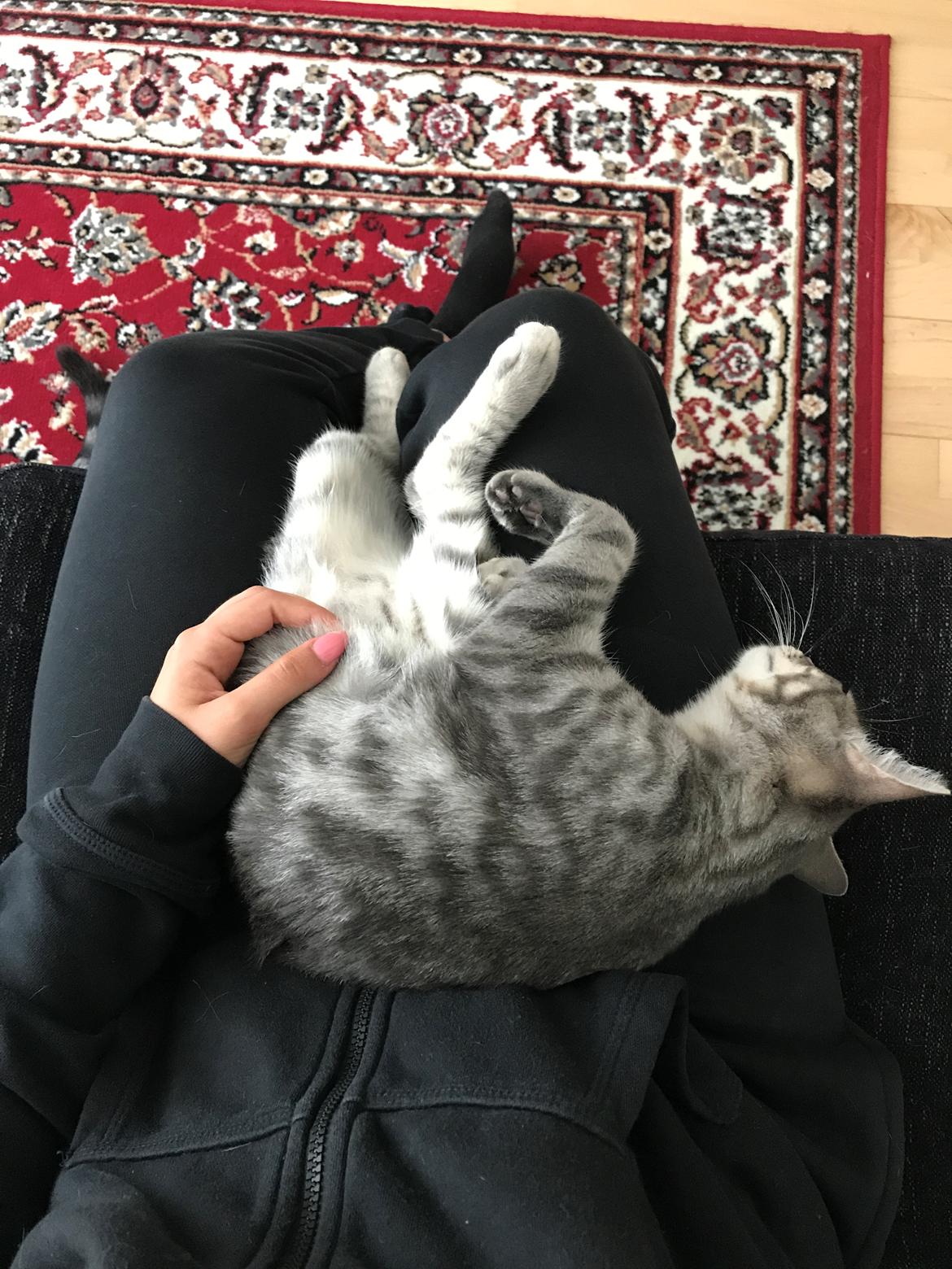 Huskat Pablo billede 6