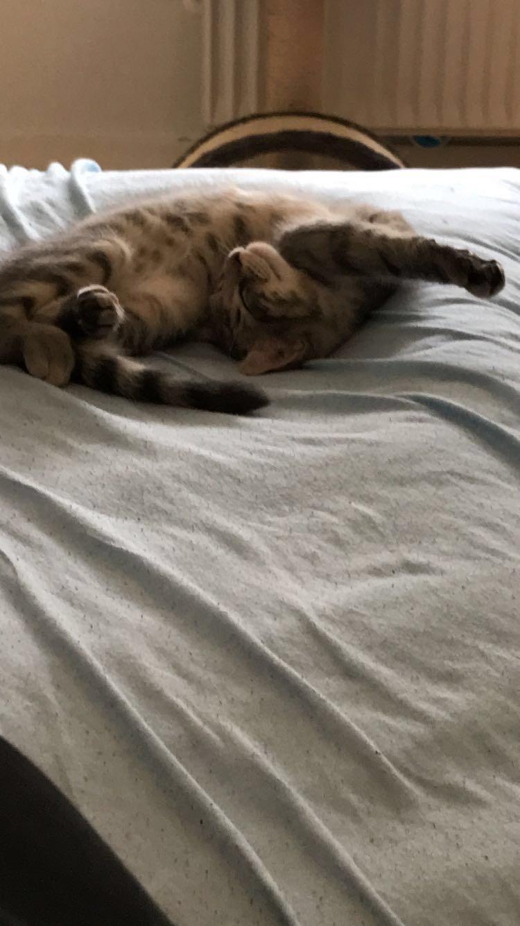 Huskat Pablo billede 8