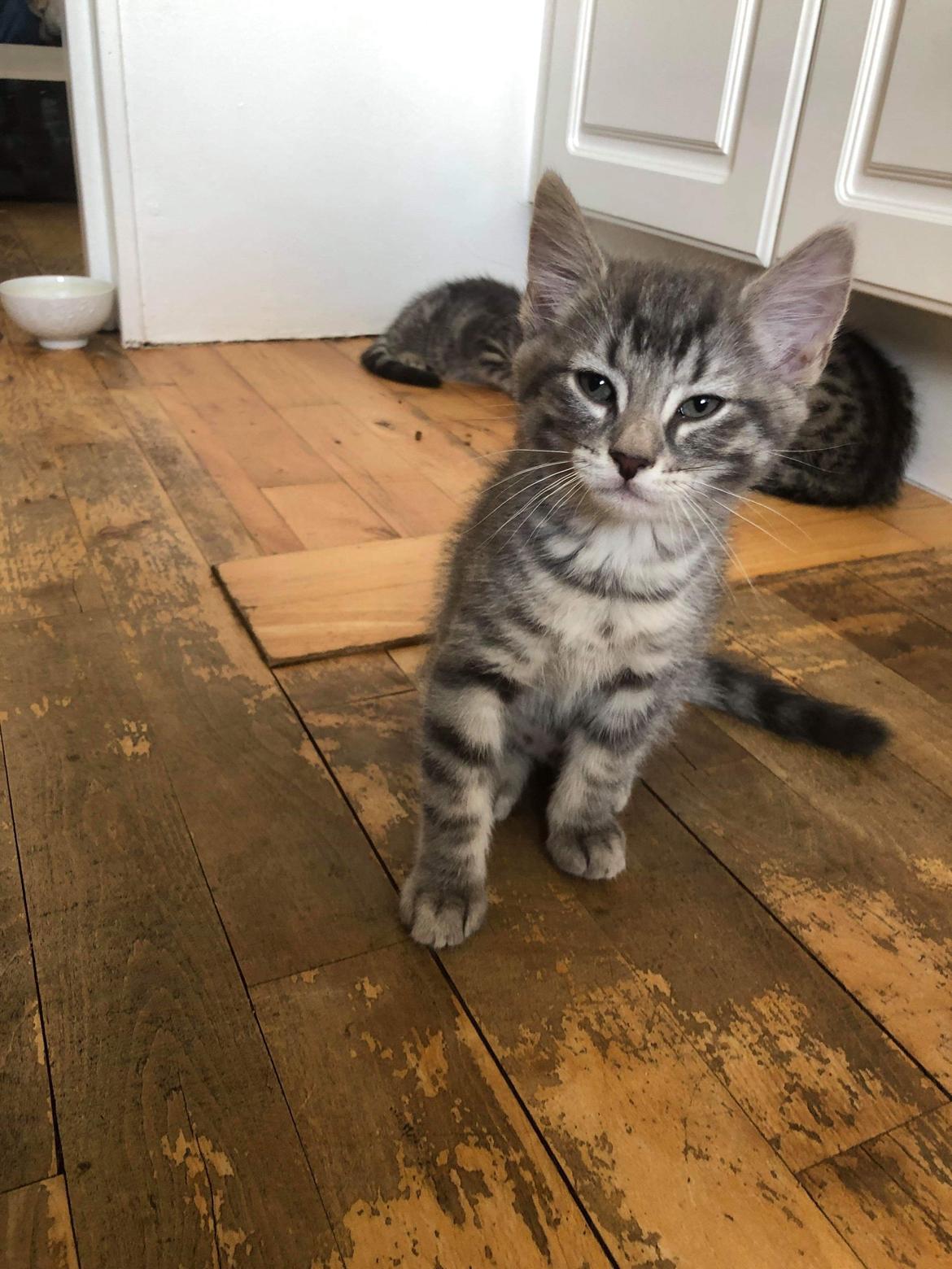 Huskat Pablo billede 10