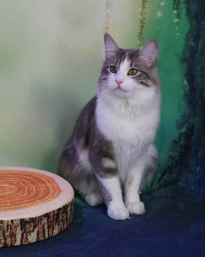 Kurilean Bobtail Yogi - Illaria Blue Bear Grand Pompon RU  billede 2