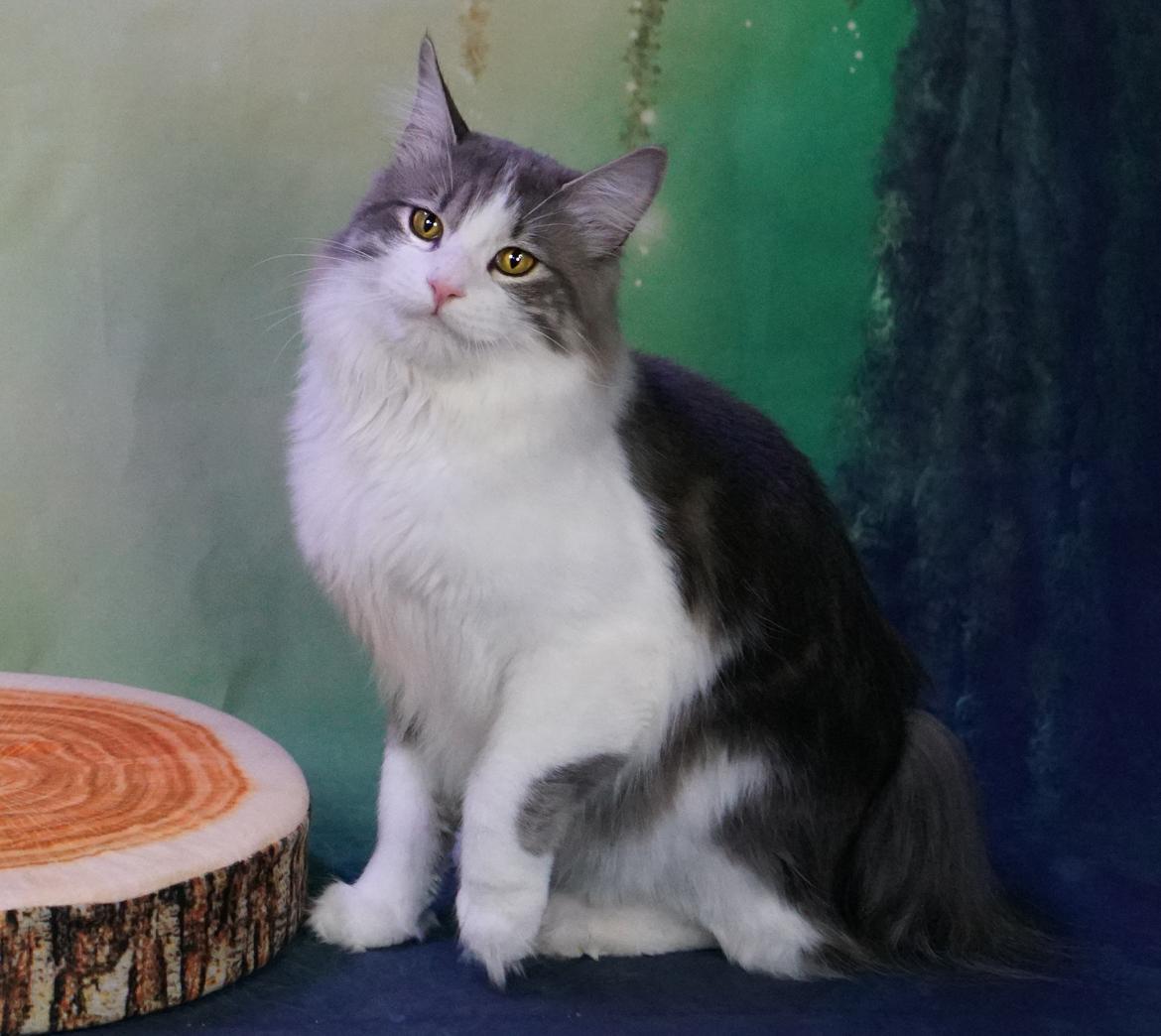 Kurilean Bobtail Yogi - Illaria Blue Bear Grand Pompon RU  billede 1