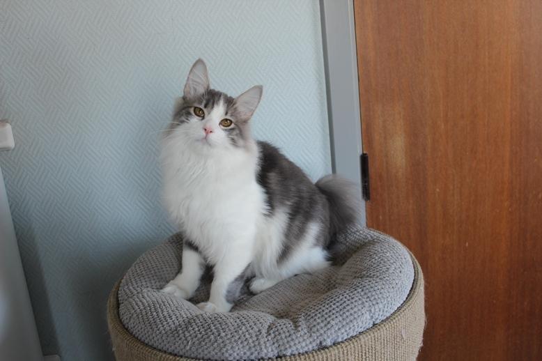 Kurilean Bobtail Yogi - Illaria Blue Bear Grand Pompon RU  billede 3