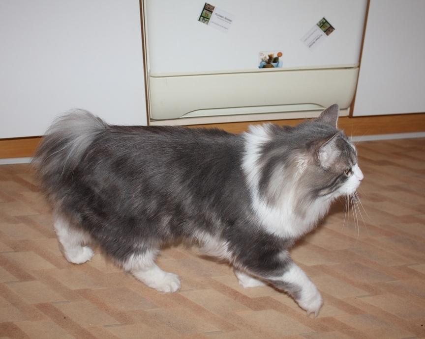 Kurilean Bobtail Yogi - Illaria Blue Bear Grand Pompon RU  billede 4