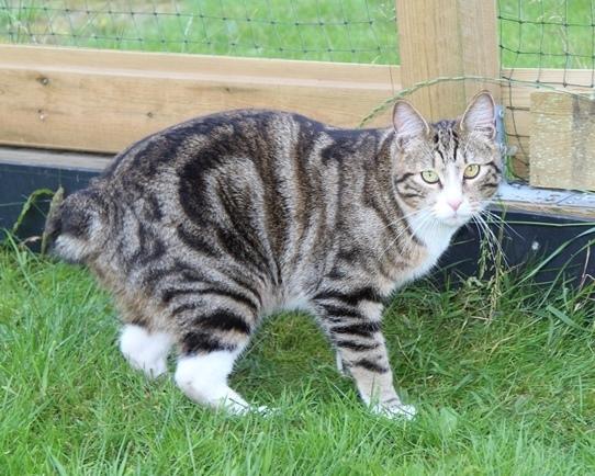 Kurilean Bobtail DK JeaTri´s Mickey billede 3