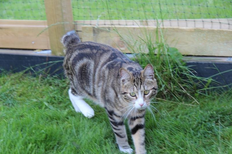 Kurilean Bobtail DK JeaTri´s Mickey billede 2