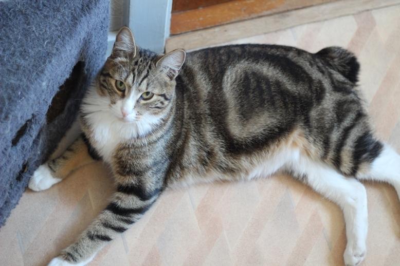 Kurilean Bobtail DK JeaTri´s Mickey billede 1