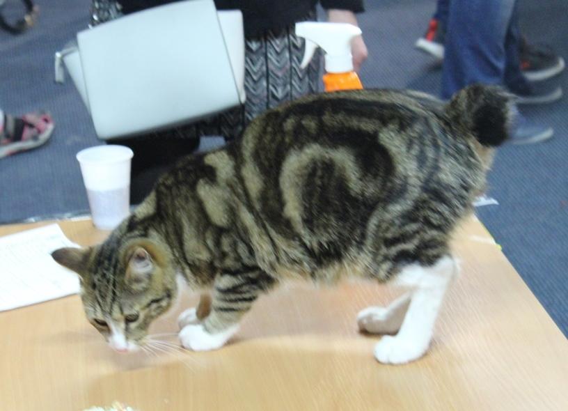 Kurilean Bobtail DK JeaTri´s Mickey billede 4