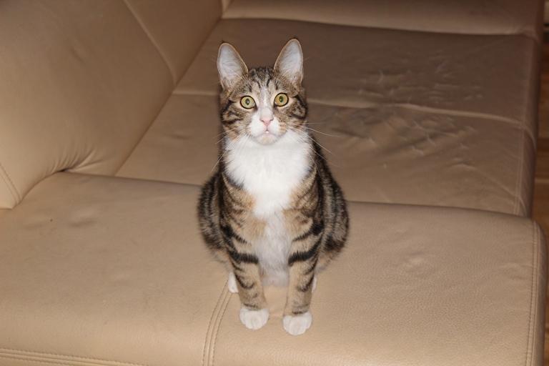 Kurilean Bobtail DK JeaTri´s Mickey billede 15