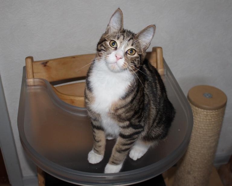 Kurilean Bobtail DK JeaTri´s Mickey billede 6