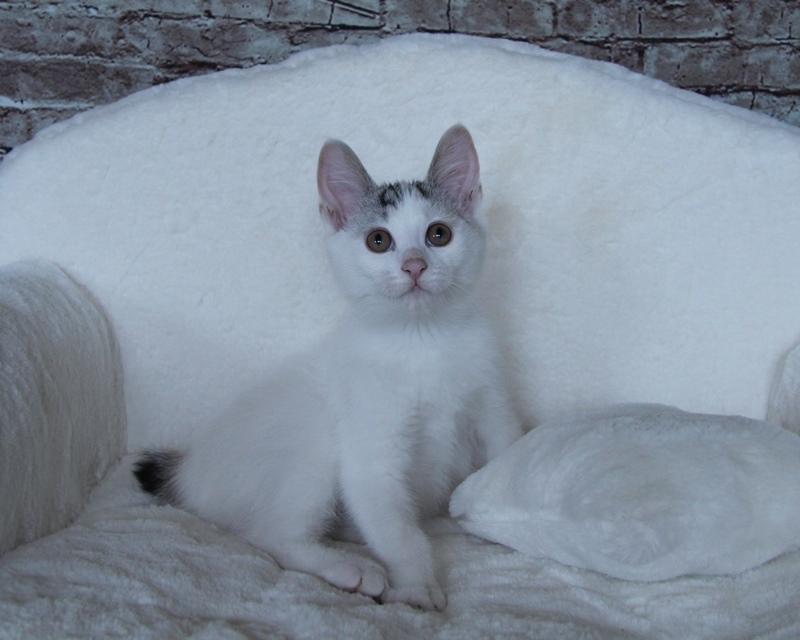 Kurilean Bobtail JeaTri´s Aurora billede 2