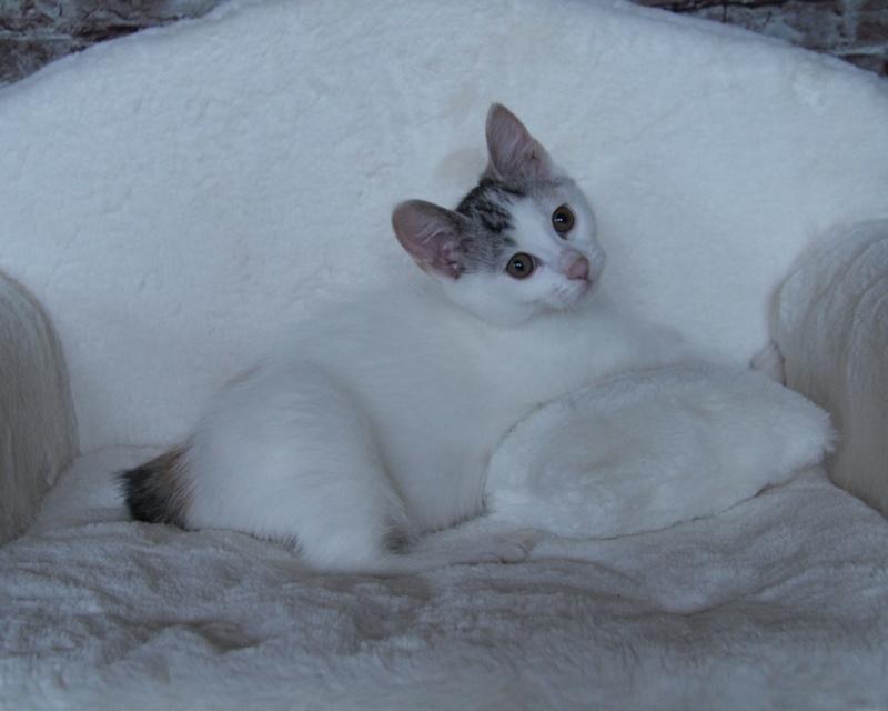 Kurilean Bobtail JeaTri´s Aurora billede 4