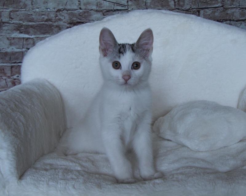 Kurilean Bobtail JeaTri´s Aurora billede 5