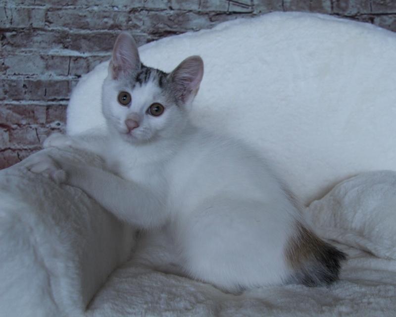 Kurilean Bobtail JeaTri´s Aurora billede 6