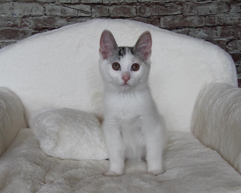 Kurilean Bobtail JeaTri´s Aurora billede 7