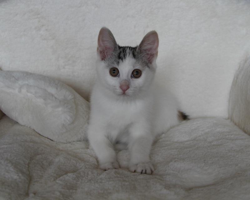 Kurilean Bobtail JeaTri´s Aurora billede 8