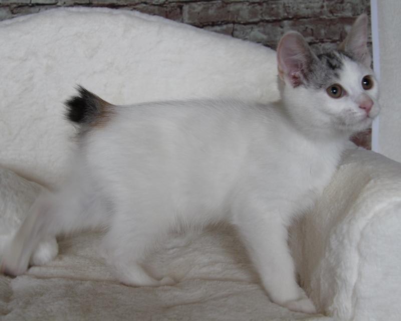 Kurilean Bobtail JeaTri´s Aurora billede 9