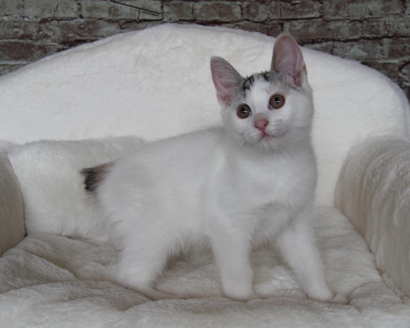 Kurilean Bobtail JeaTri´s Aurora billede 10