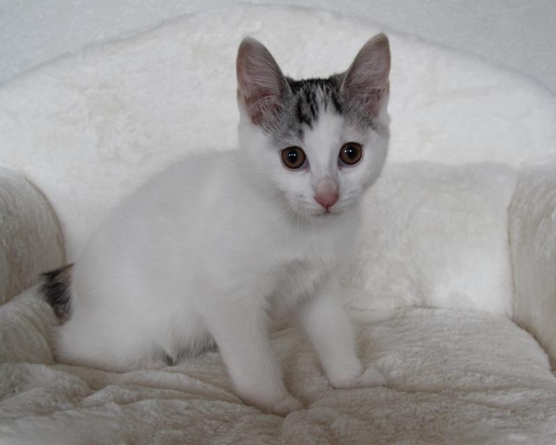 Kurilean Bobtail JeaTri´s Aurora billede 11