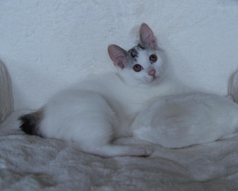 Kurilean Bobtail JeaTri´s Aurora billede 3