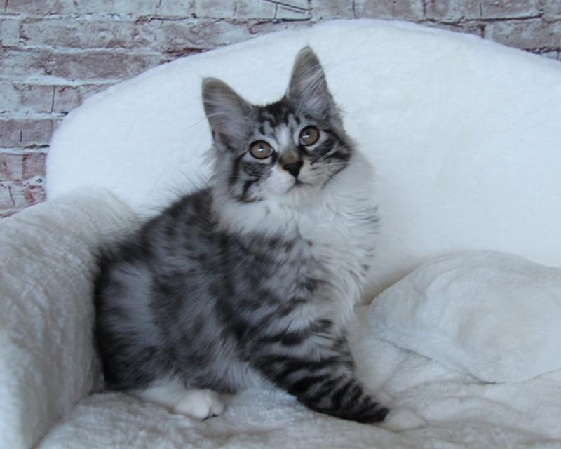 Kurilean Bobtail DK JeaTri´s Gejser billede 4
