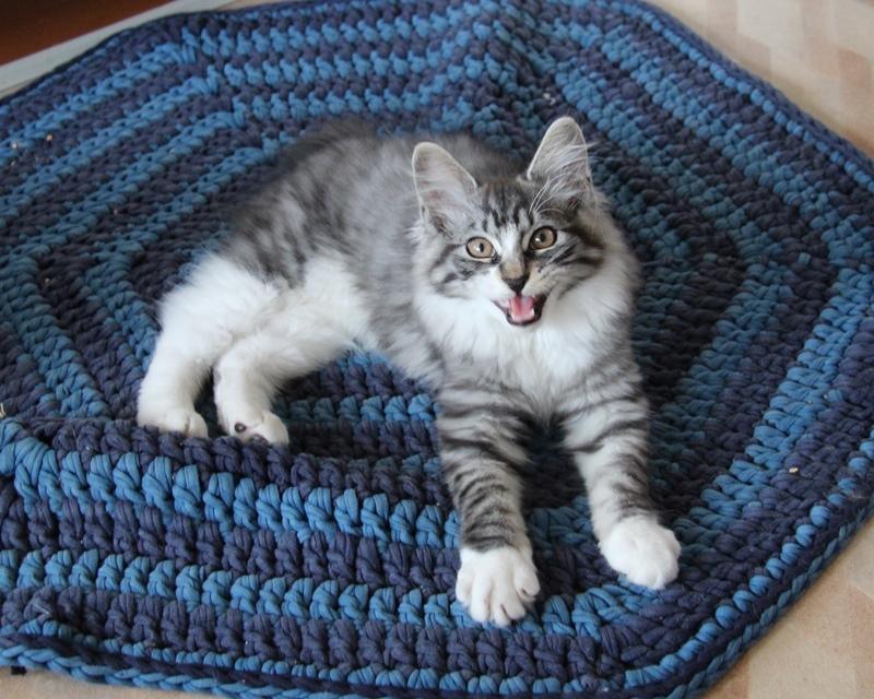 Kurilean Bobtail DK JeaTri´s Gejser billede 6
