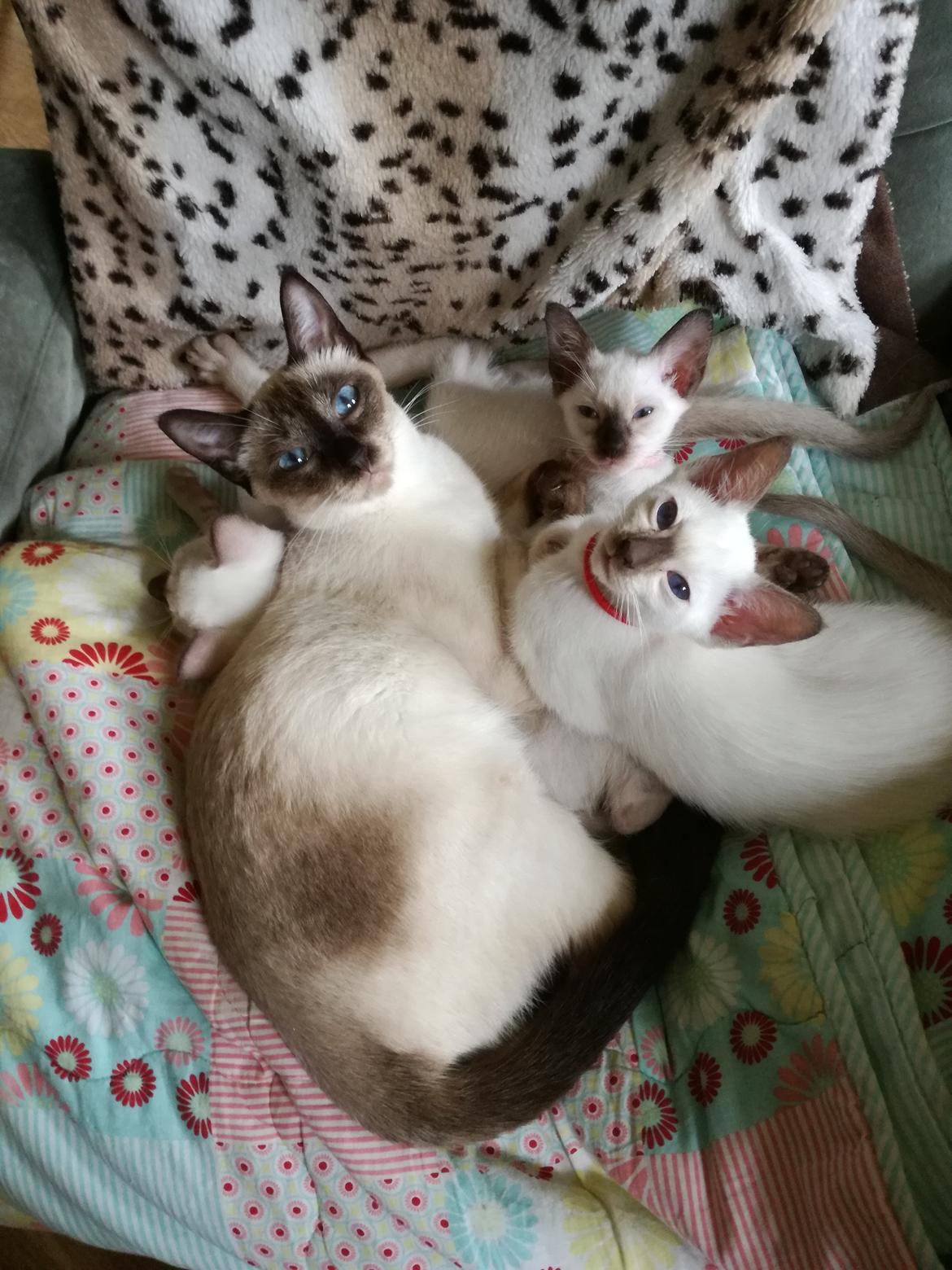 Thai         Traditionel siameser   Gaja Smart Sara. pl billede 4