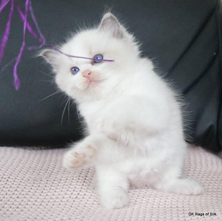 Ragdoll Blue - SOLGT billede 16