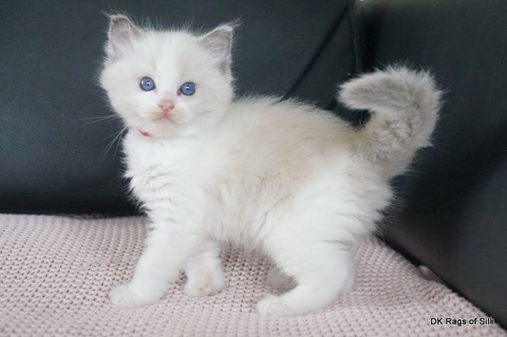 Ragdoll Blue - SOLGT billede 19