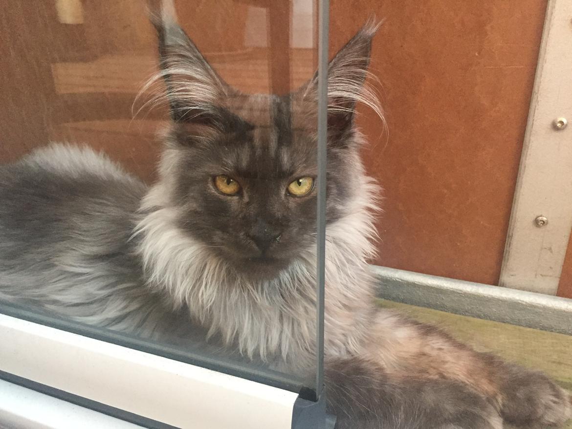 Maine Coon DK Lykkekatte’s Barbossa billede 1