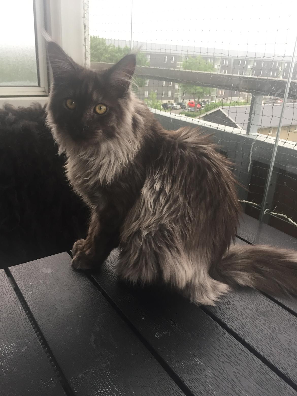 Maine Coon DK Lykkekatte’s Barbossa billede 2