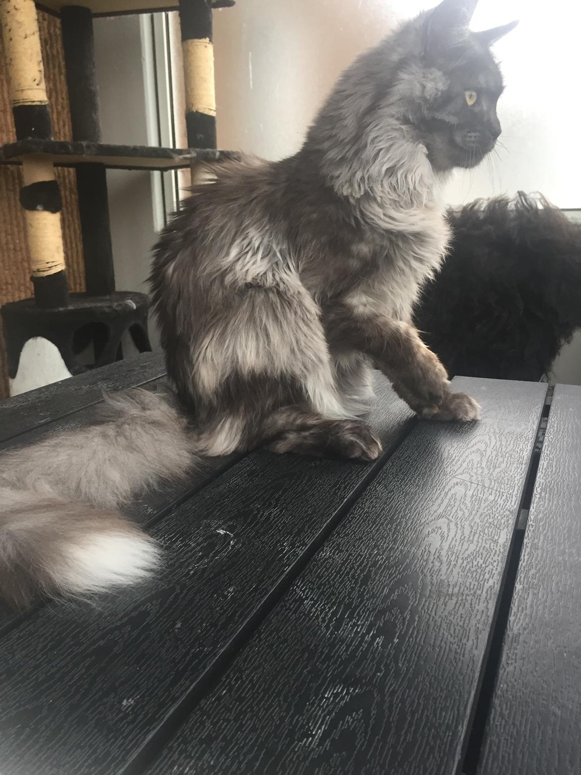 Maine Coon DK Lykkekatte’s Barbossa billede 3