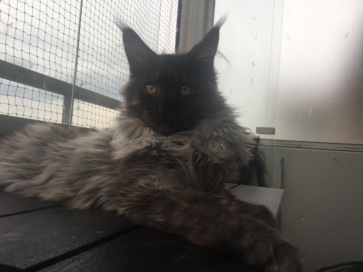 Maine Coon DK Lykkekatte’s Barbossa billede 4