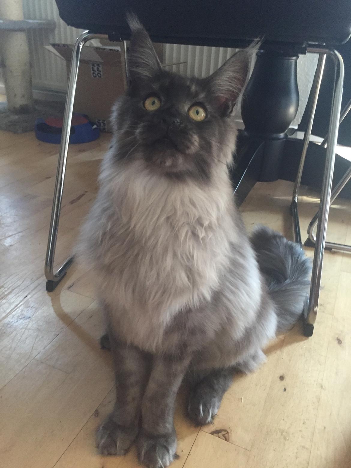 Maine Coon DK Lykkekatte’s Barbossa billede 6