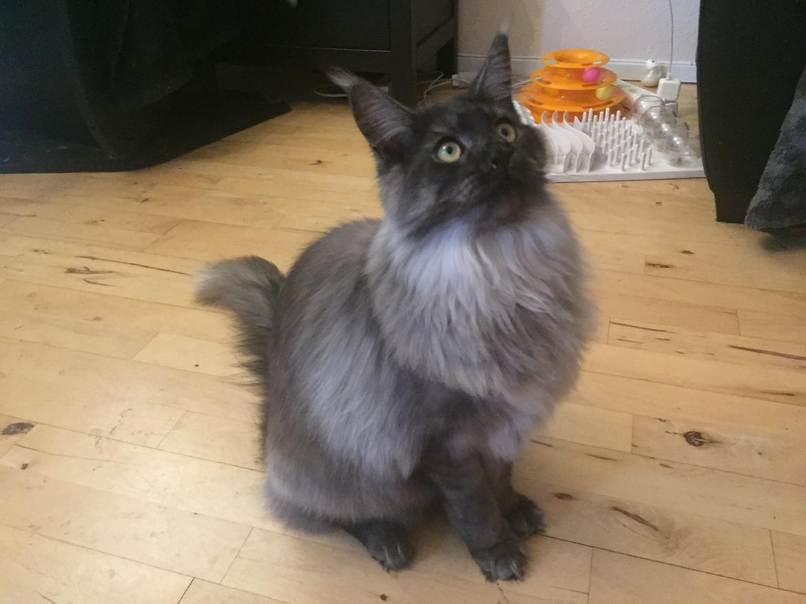 Maine Coon DK Lykkekatte’s Barbossa billede 7