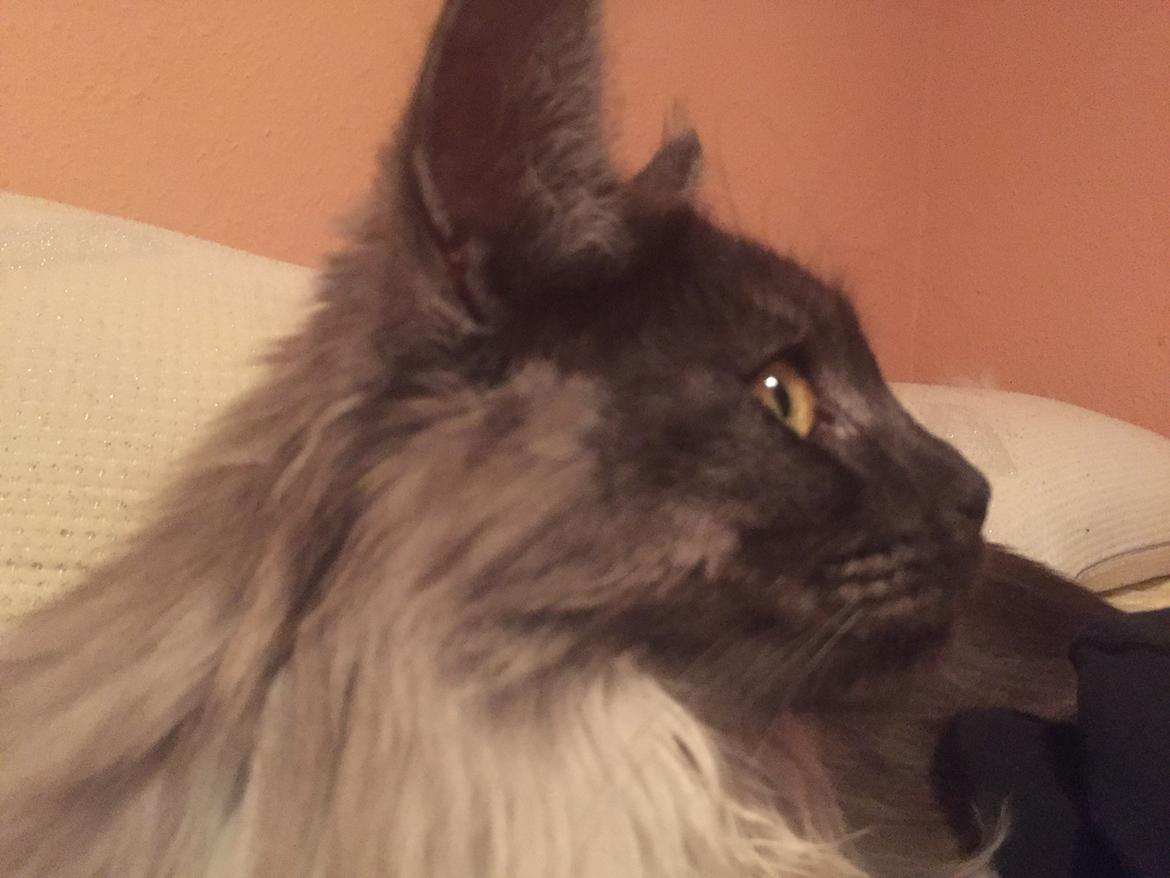 Maine Coon DK Lykkekatte’s Barbossa billede 8