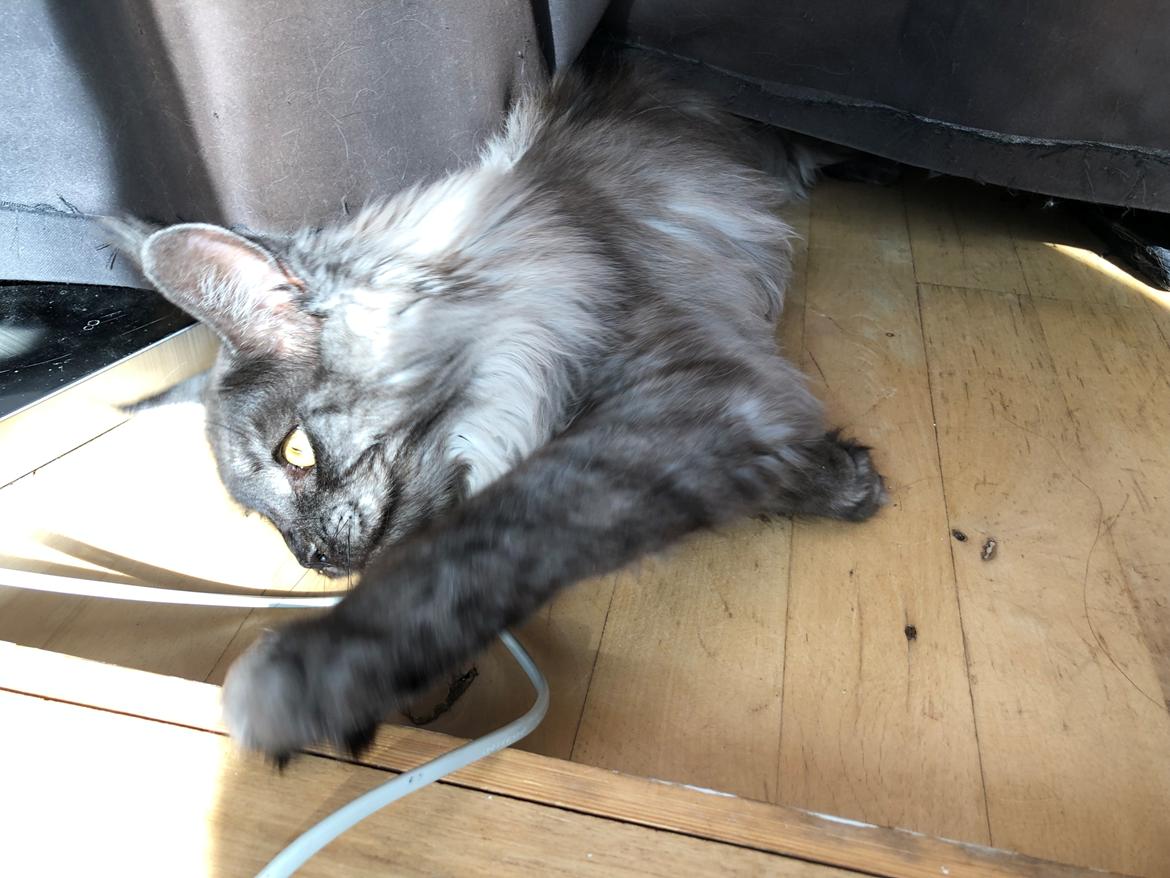 Maine Coon DK Lykkekatte’s Barbossa billede 9