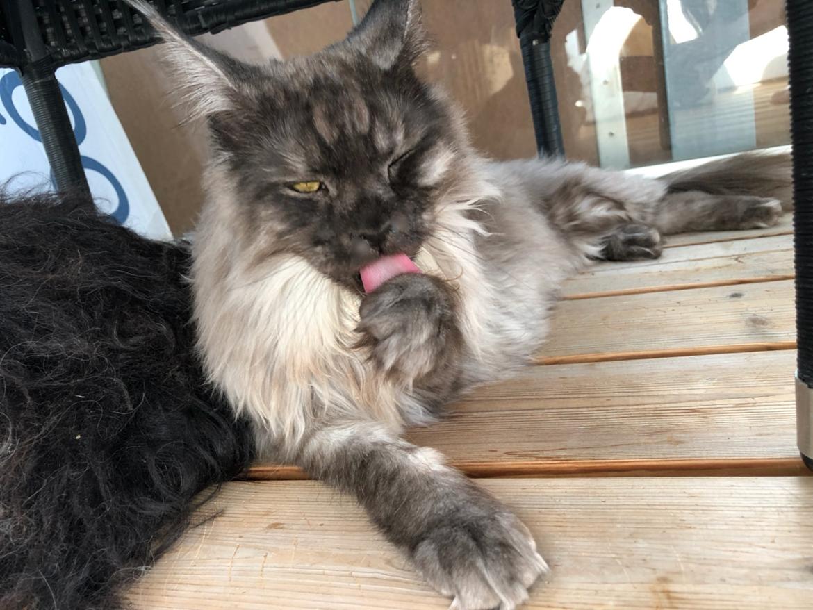 Maine Coon DK Lykkekatte’s Barbossa billede 10